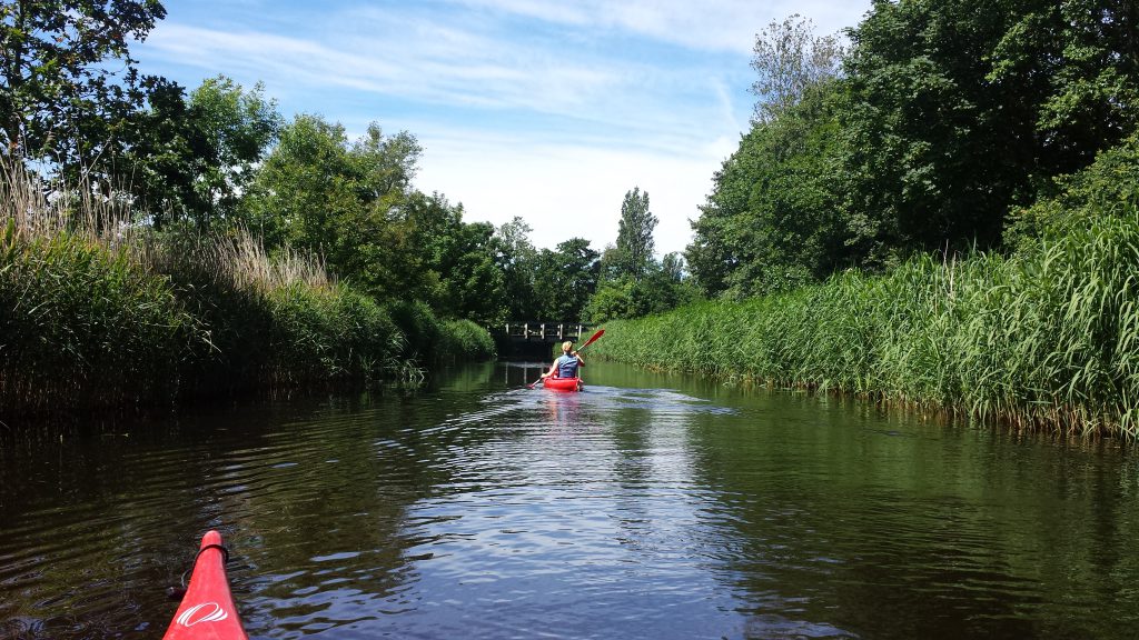 Een foto van een aantal avontuurlijke kanoërs, waarbij iemand vol enthousiasme door het weelderige riet navigeert in een prachtige natuurlijke omgeving in Den Helder.